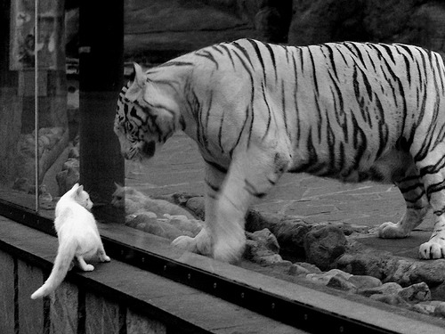 开云体育在线-塔图姆的节奏魔法与马刺的团队风暴，当个人领袖力遭遇体系碾压，森林狼学到了什么？