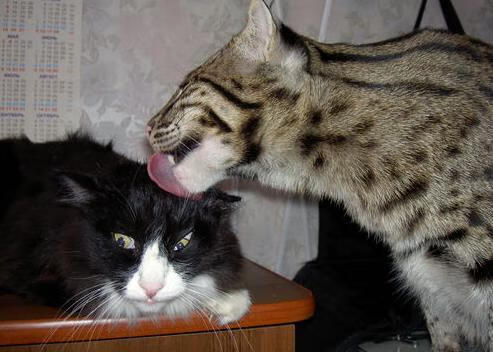 迪马利亚天神下凡!独造3球导演5-0狂胜,35岁仍是斑马军团致命武器